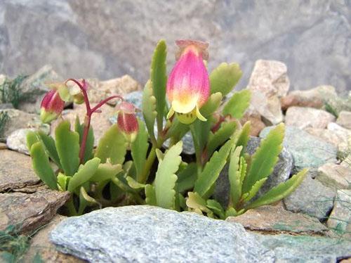 Kalanchoe morado