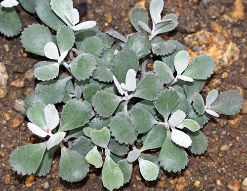 Enano Kalanchoe Pumila