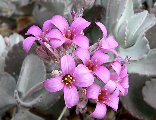 Flores de pumila