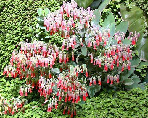 Kalanchoe suelto