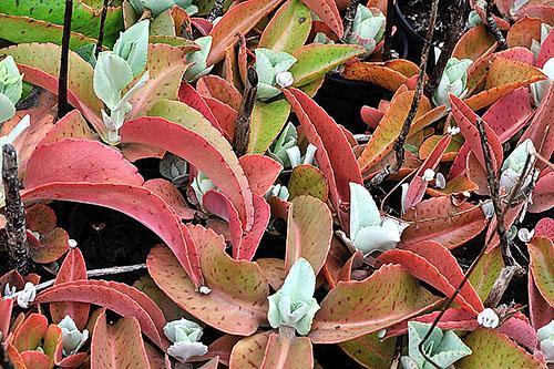 Kalanchoe Gastonis-Bonnieri