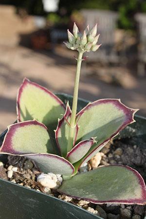 Kalanchoe Sinsepala