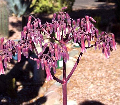 Floraciones de Dergemon