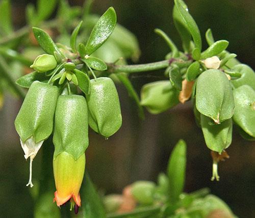 Kalanchoe en pleine croissance