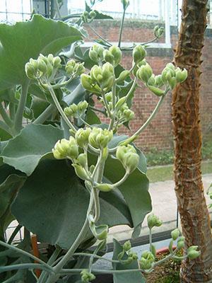 Kalanchoe Bekharskoe