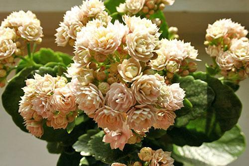 Kalanchoe Terry Blossfeld