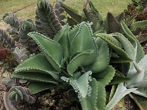 Différents types de Kalanchoe