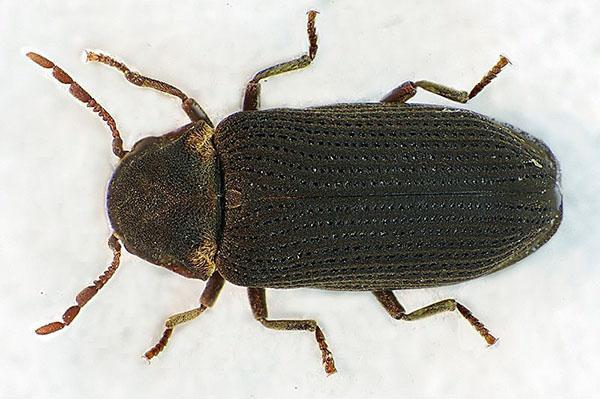 broyeur de dendroctone du meuble