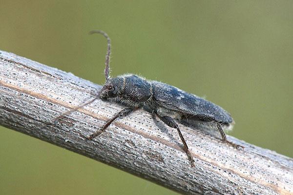 broyeur de scarabée domestique
