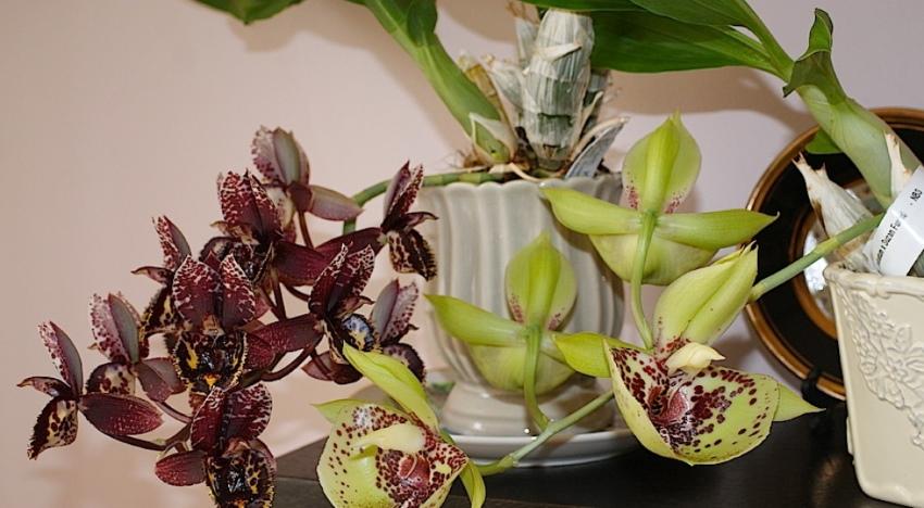 catasetum floreciente