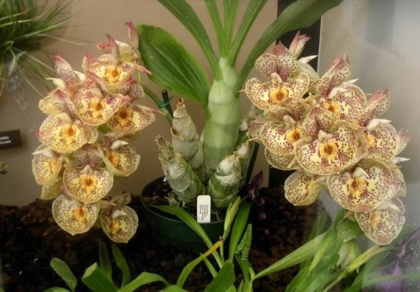 características de la orquídea catasetum