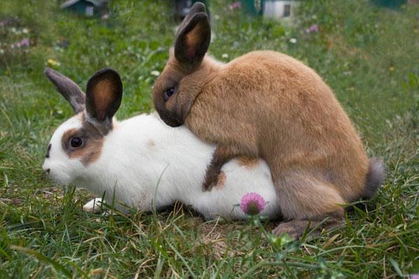 Es necesario aparear conejos de la misma raza.
