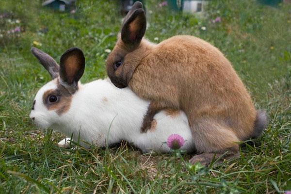 Il est nécessaire d'accoupler des lapins de la même race