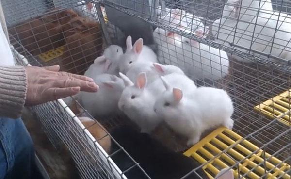 Manteniendo conejos en jaulas