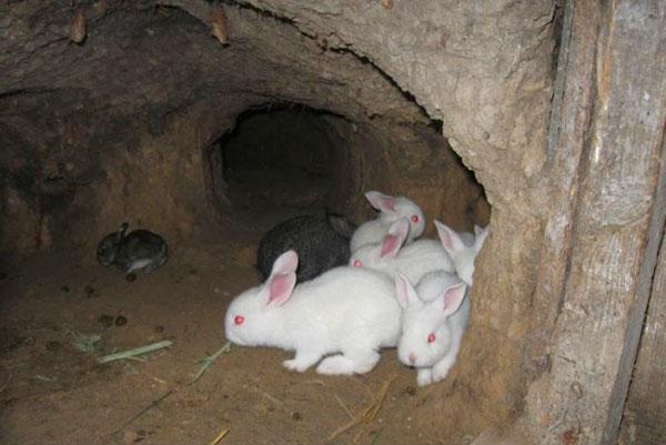 Cría de conejos en el hoyo.