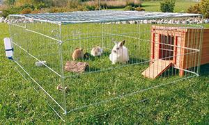 Conejos en una jaula con un aviario.