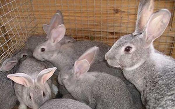 Lapin avec des lapins
