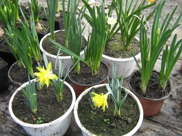 qué narcisos se plantan para la destilación