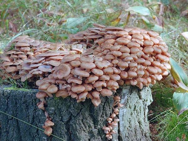 cultivo de setas en el tocón de un árbol