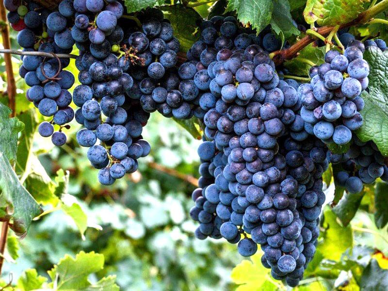 Uvas Isabella