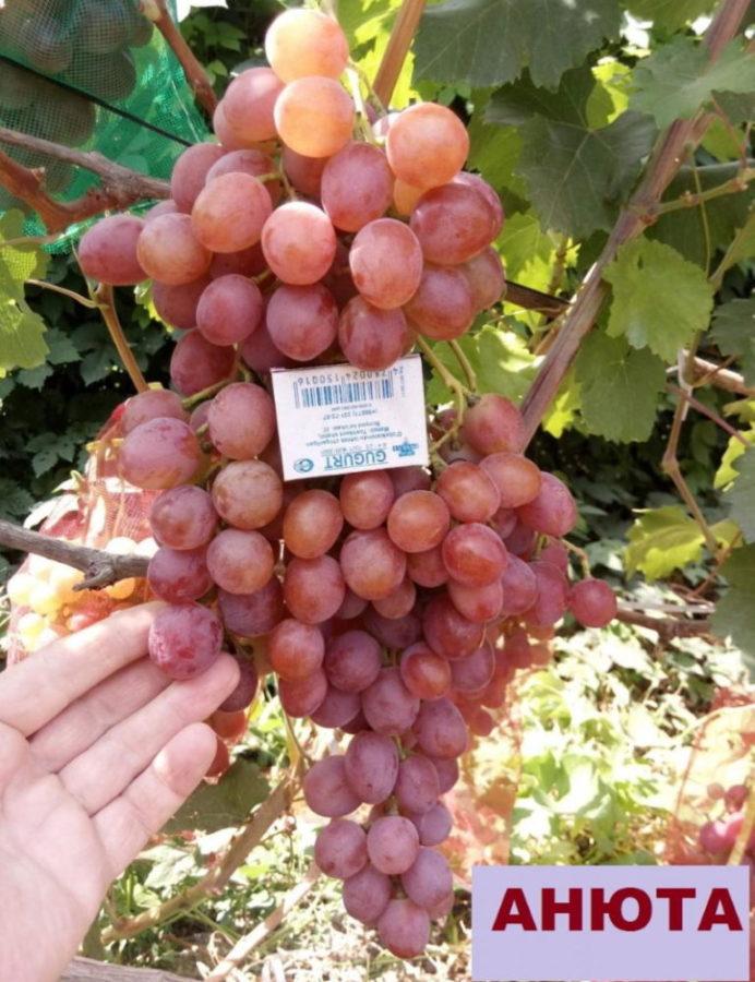 Descripción de la variedad de uvas annuta