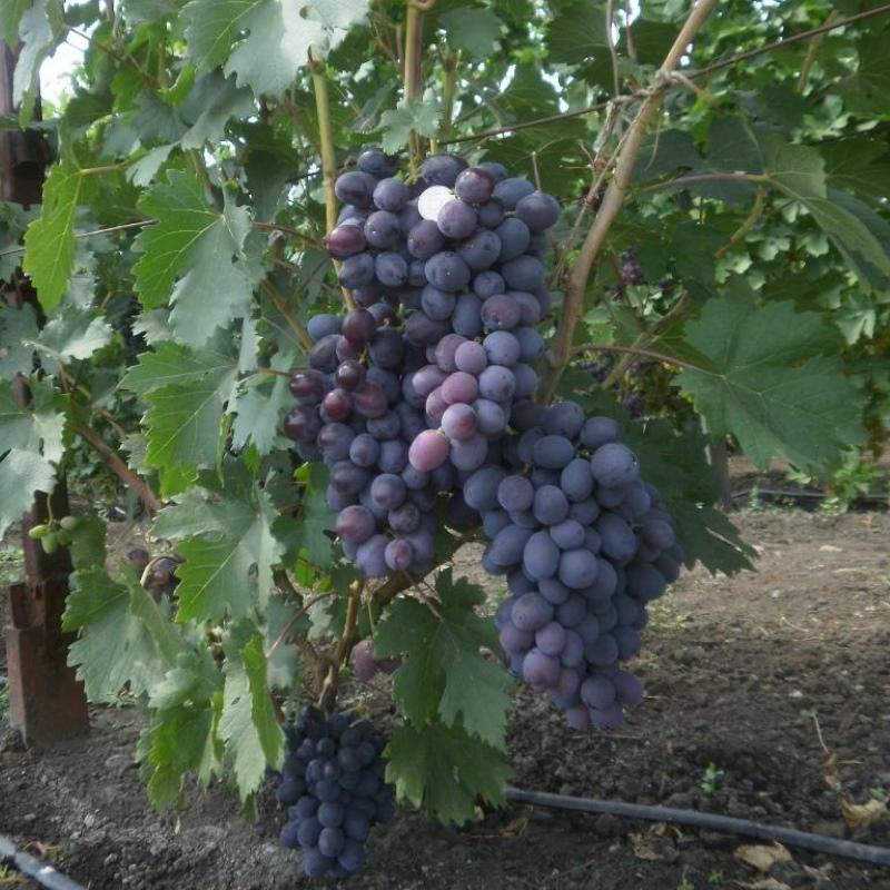 caractéristique du buisson