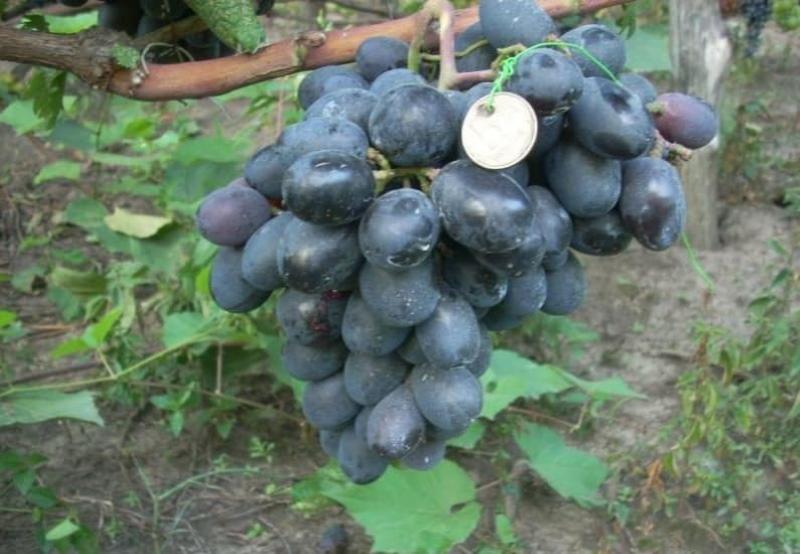 Description de la variété du buffet de raisins