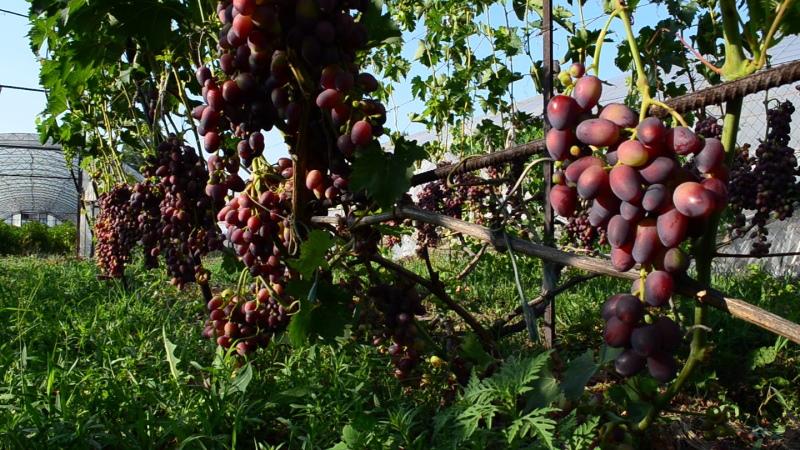 caractéristiques du buisson de beauté