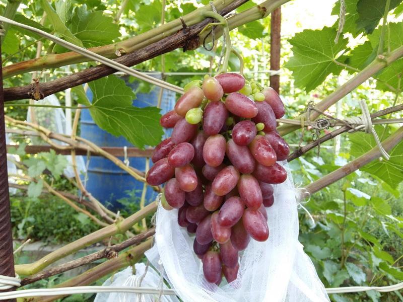 uvas rizamat variedad descripción foto