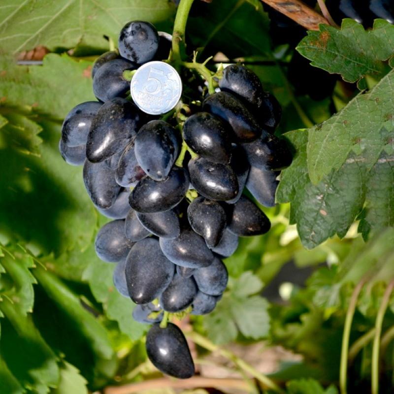 Description de la variété de raisin viking photo avantages et inconvénients