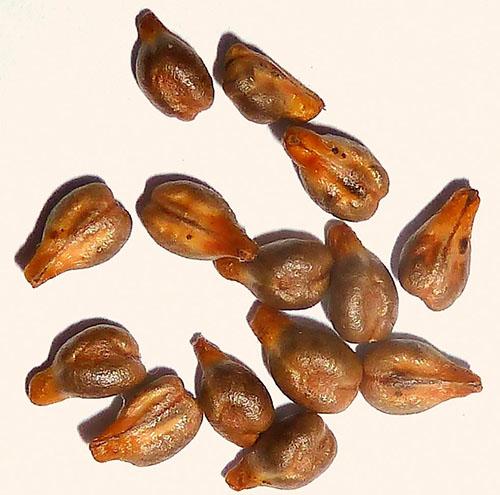 Pépins de raisin