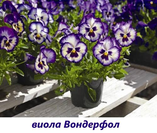 viola wonderfall