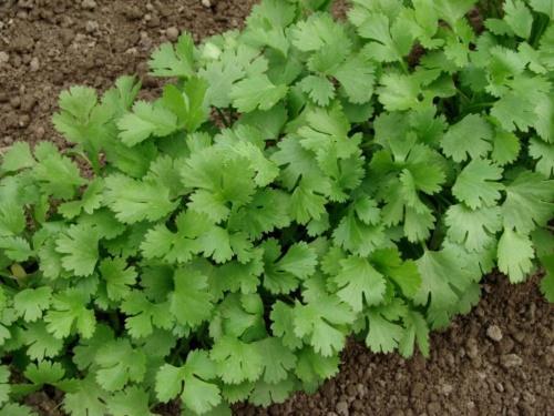 cilantro