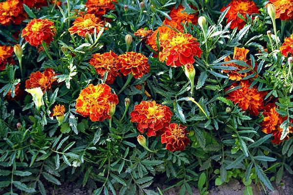 caléndulas en macizos de flores