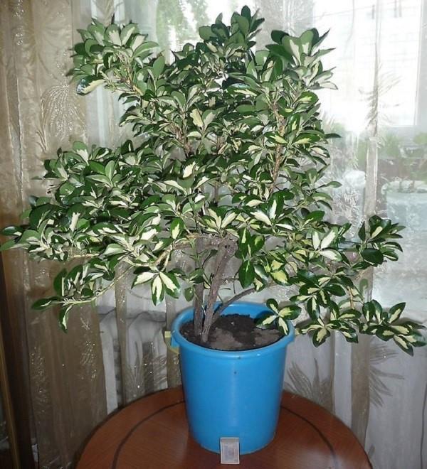 euonymus d'intérieur