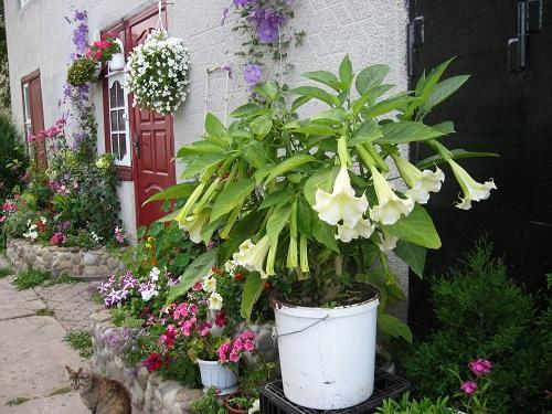 brugmansia en maceta