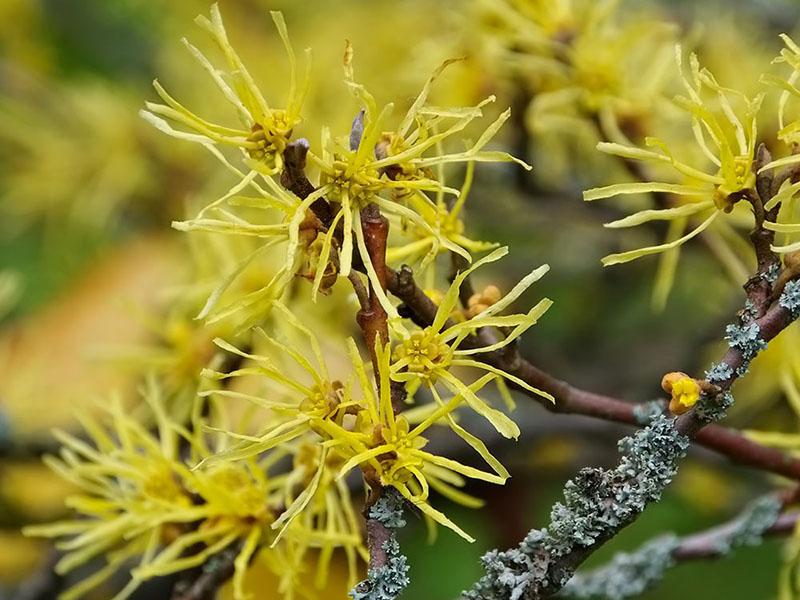 hamamelis virginiana