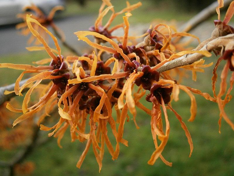 hamamelis elena