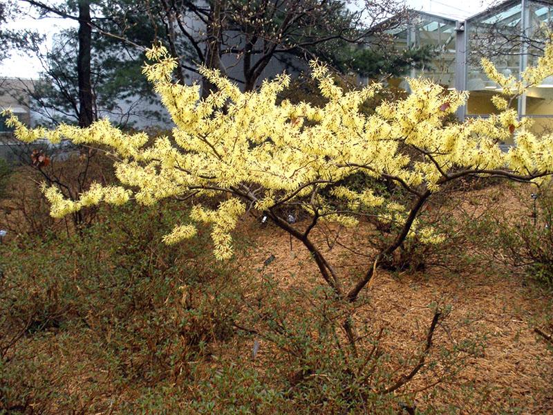 plantar y cuidar el hamamelis en el sitio