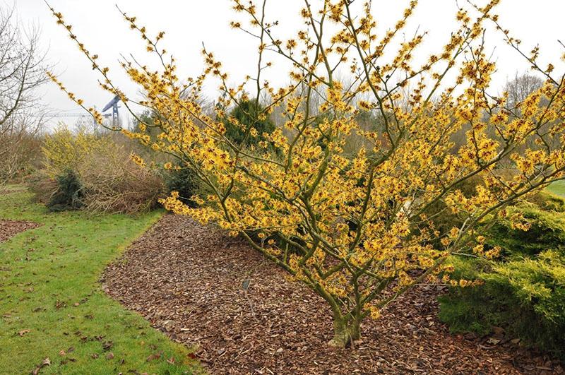 lugar donde se cultiva el hamamelis