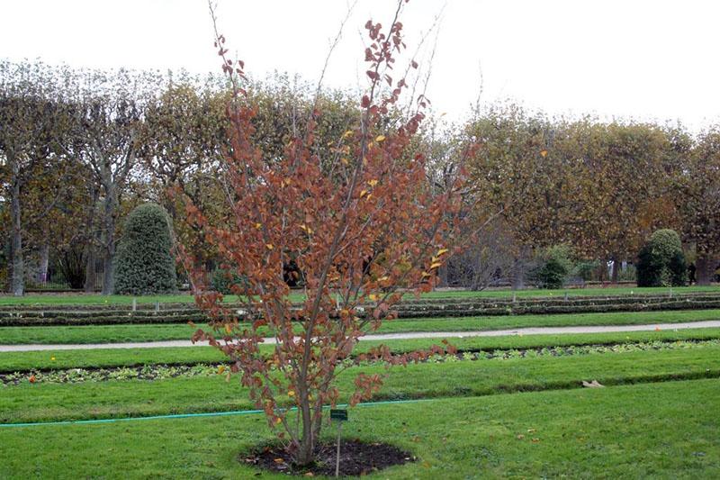 sol neutre pour la plante