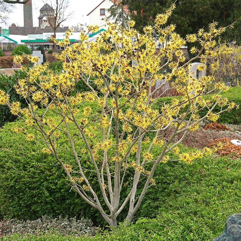 fleurs d'hamamélis