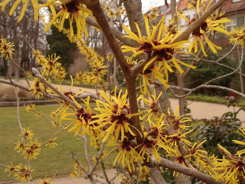 belle plante d'hamamélis dans le pays