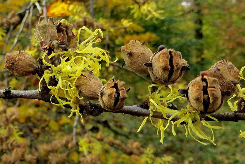 propiedades curativas del hamamelis