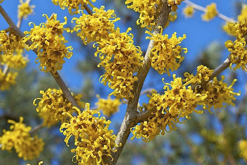 deslumbrante traje de hamamelis