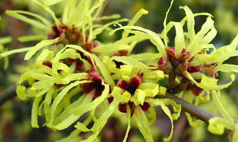 características de floración