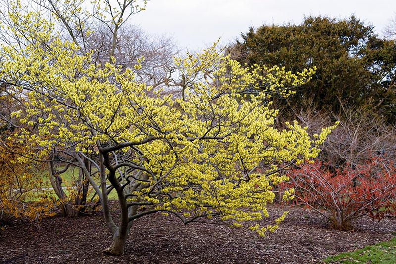 Planta de hamamelis en el sitio