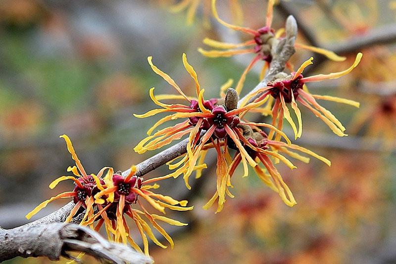 des fleurs qui ressemblent à des insectes hirsutes