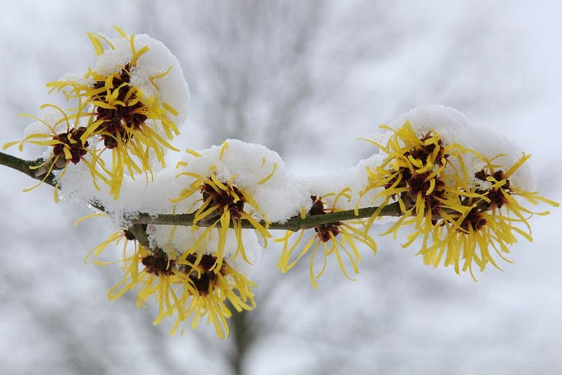 plante d'hamamélis sous la neige