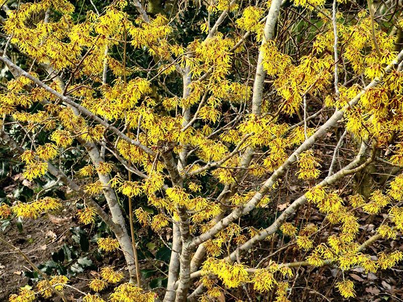 variedades populares de hamamelis en el país